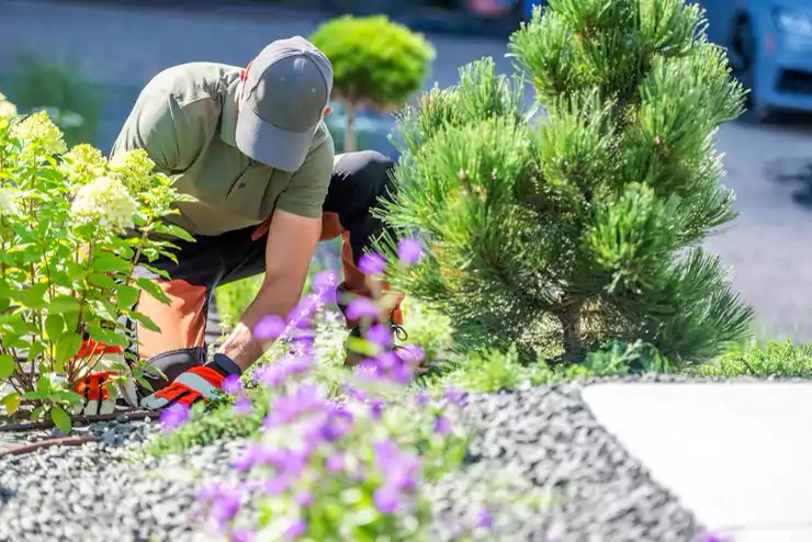 Vibrant seasonal garden refresh with structured beds and colorful plantings by Terracare